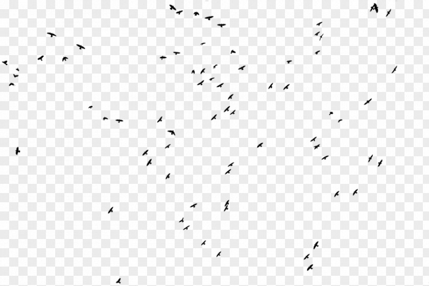 Flock Of Birds Bird Animal Migration Black And White PNG