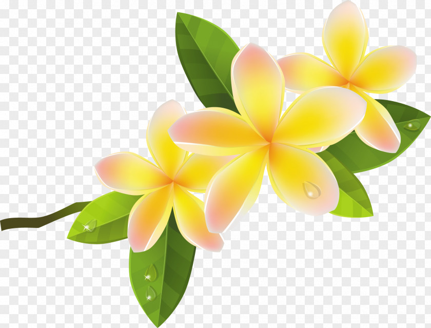 Frangipani Flower Clip Art PNG