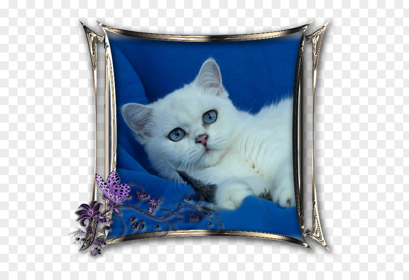 Kitten British Shorthair Scottish Fold Domestic Short-haired Cat Point Coloration PNG