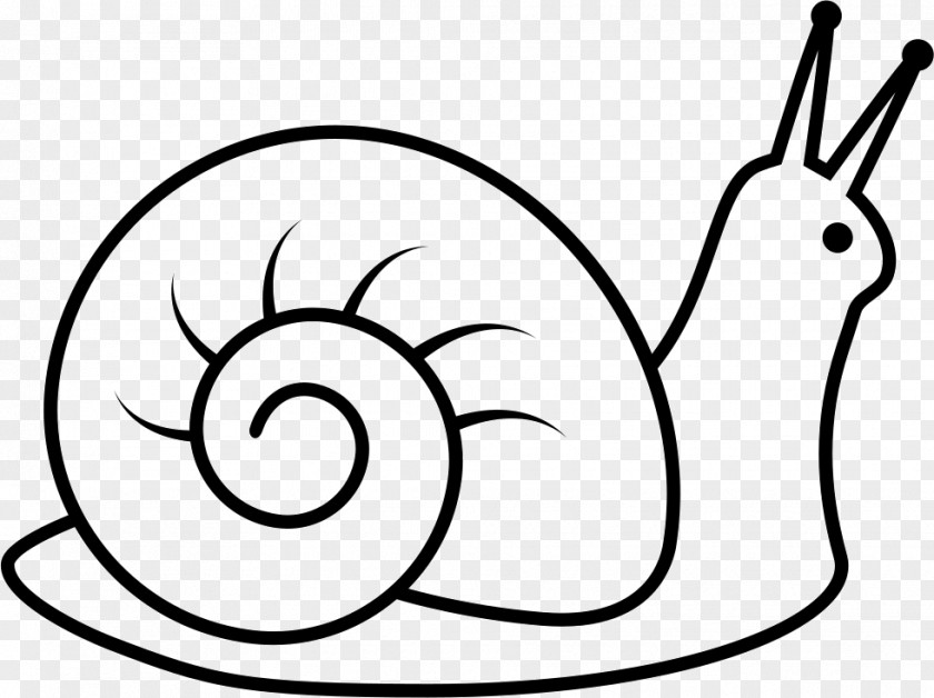 Snail Slow Drawing PNG