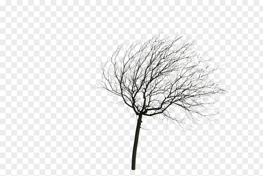 Tree Twig Animation Wind Root PNG