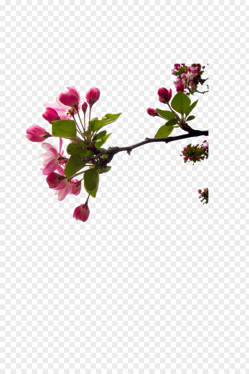 Cherry Blossom Cut Flowers Bud Twig Plant Stem PNG