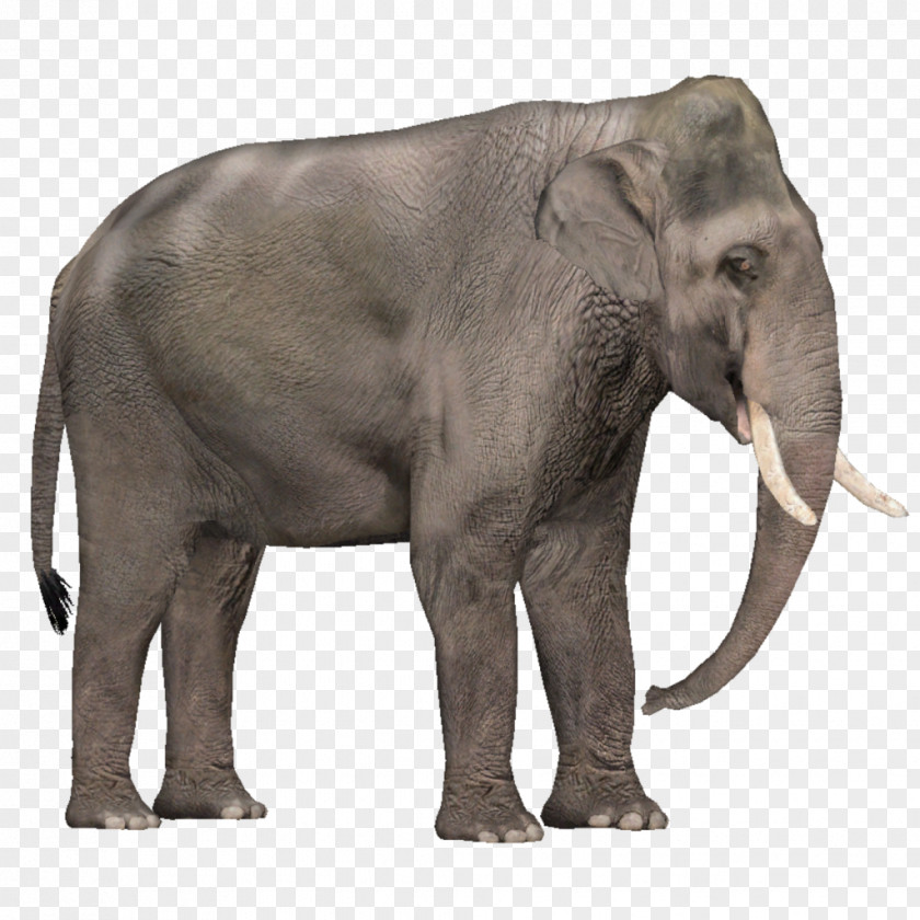 Elefant Zoo Tycoon 2 Asian Elephant African Tusk PNG