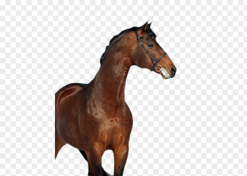 Mustang Mane Stallion Mare Rein PNG