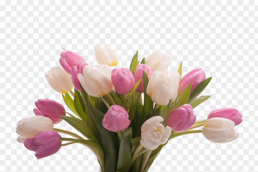 Tulip Display Resolution Flower Bouquet Desktop Wallpaper PNG