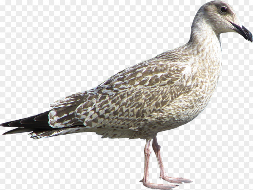 Bird Gulls Water Goose Wader PNG