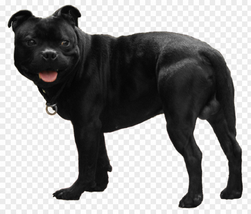 Dog Breed Staffordshire Bull Terrier American Snout PNG