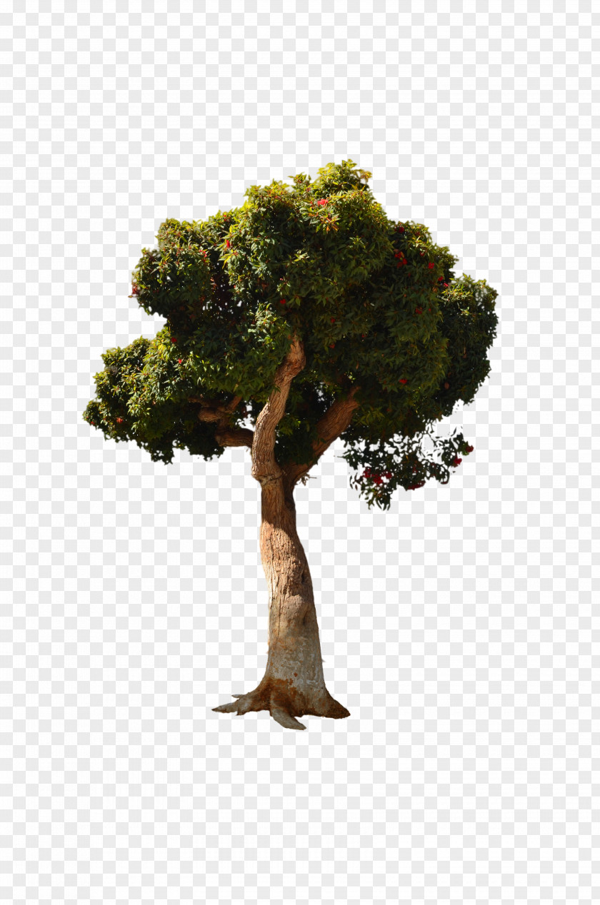 Tree Top View Stock Photography PNG