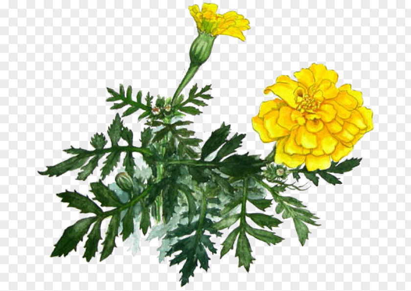 Yellow Chrysanthemum Marigold PNG