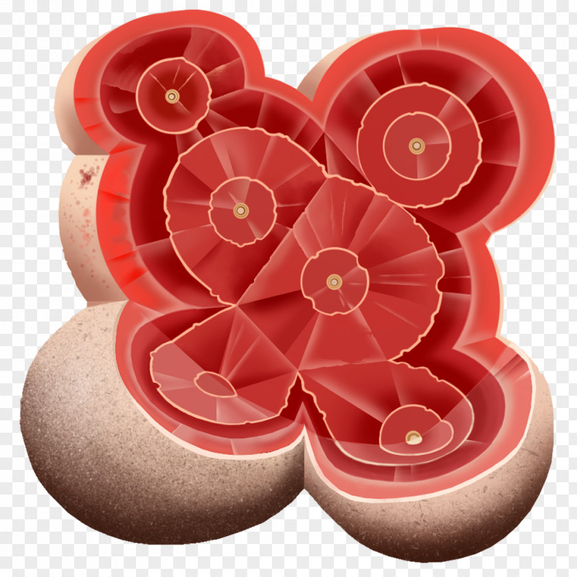 Bacteria Cut Flowers Petal PNG