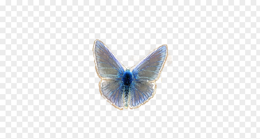 Butterfly Desktop Wallpaper Download PNG