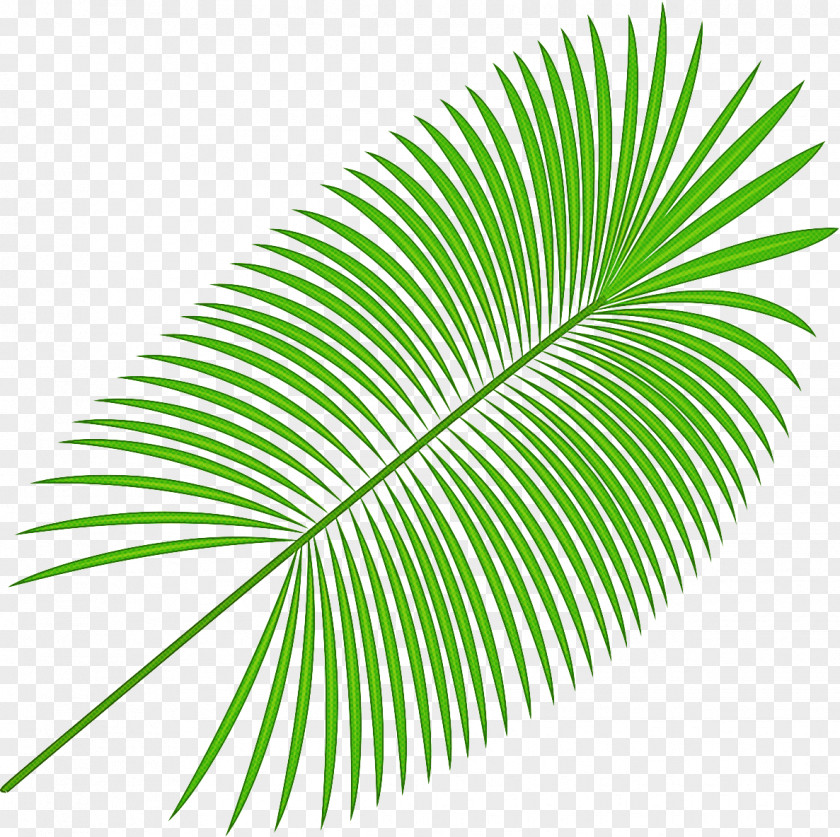 Palm Tree PNG