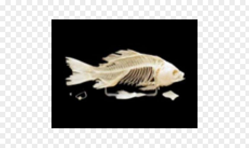 Skeleton Bony Fishes Human Vertebrate PNG