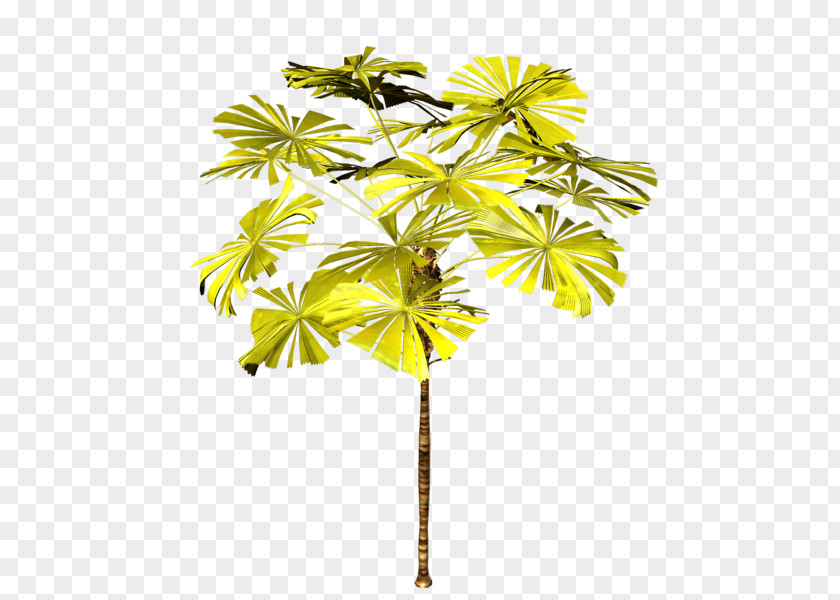 Vegetation Watercolor Asian Palmyra Palm Trees Plants Branch PNG