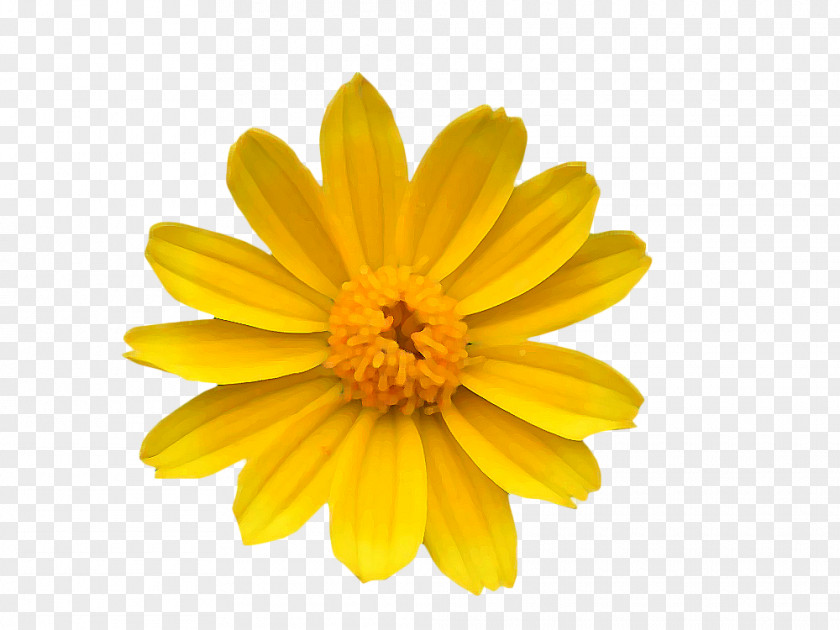 Yellow Wild Chrysanthemum Common Daisy Flower Transvaal PNG