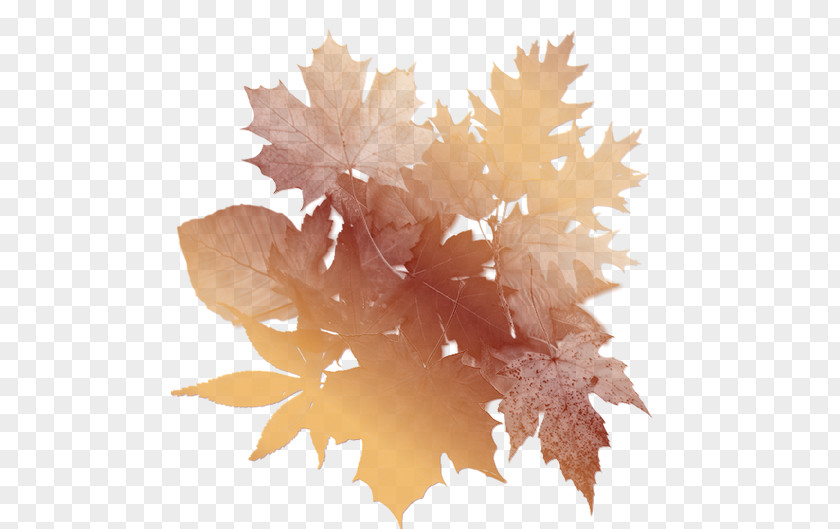 Autumn Leaf Paper Clip Art PNG