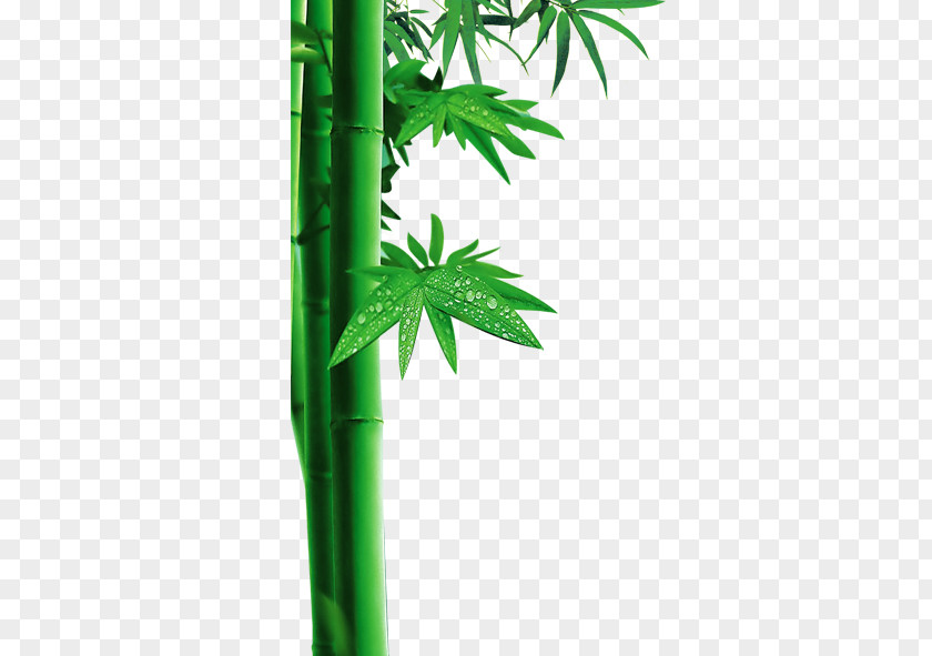 Green Bamboo Mer De Bambou Template PNG