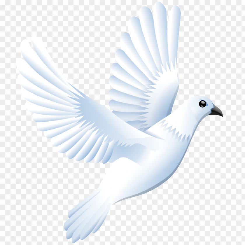 Love Dove Columbidae Doves As Symbols Drawing Clip Art PNG