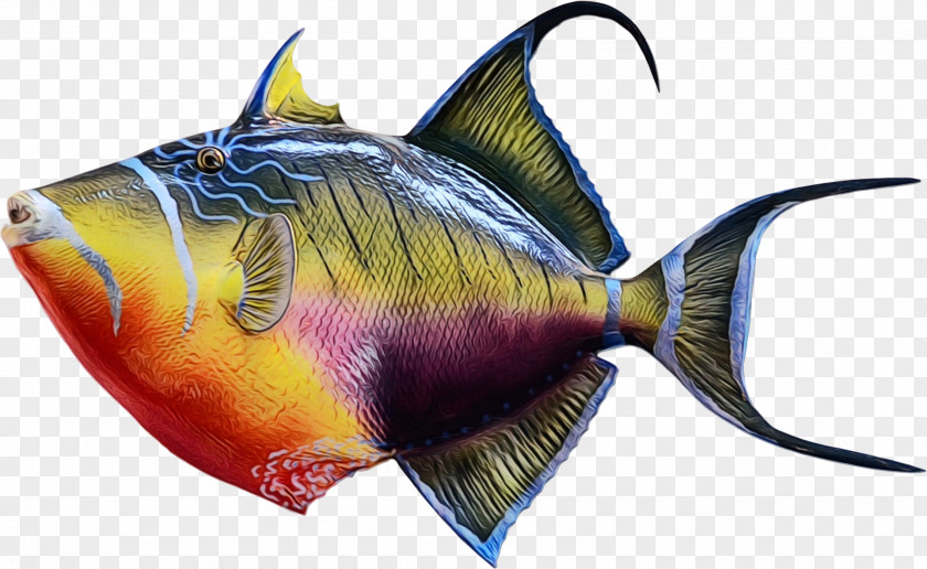 Parrotfish Bonyfish Coral Reef Background PNG