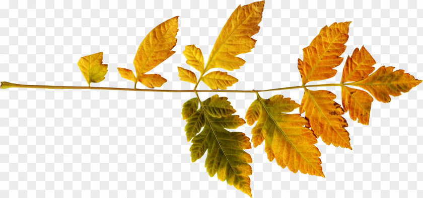 Autumn Leaves Leaf Color PNG