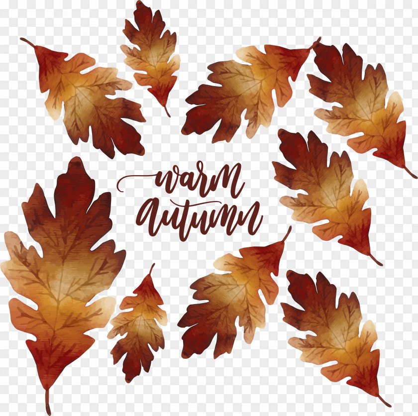 Autumn Leaves Maple Leaf Deciduous PNG