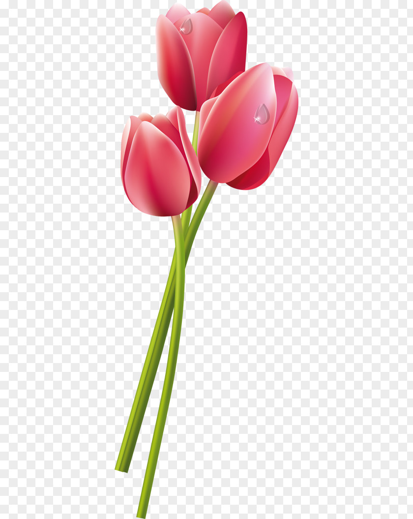 Tulip Vector Flower Eşin Group Pink PNG