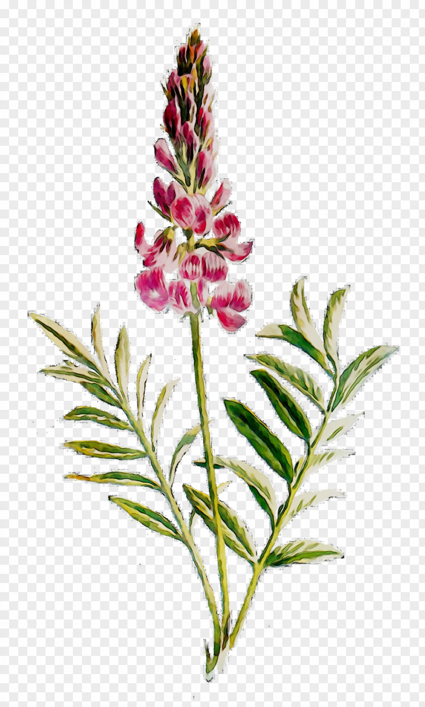Cut Flowers Plant Stem Flowering Herb PNG