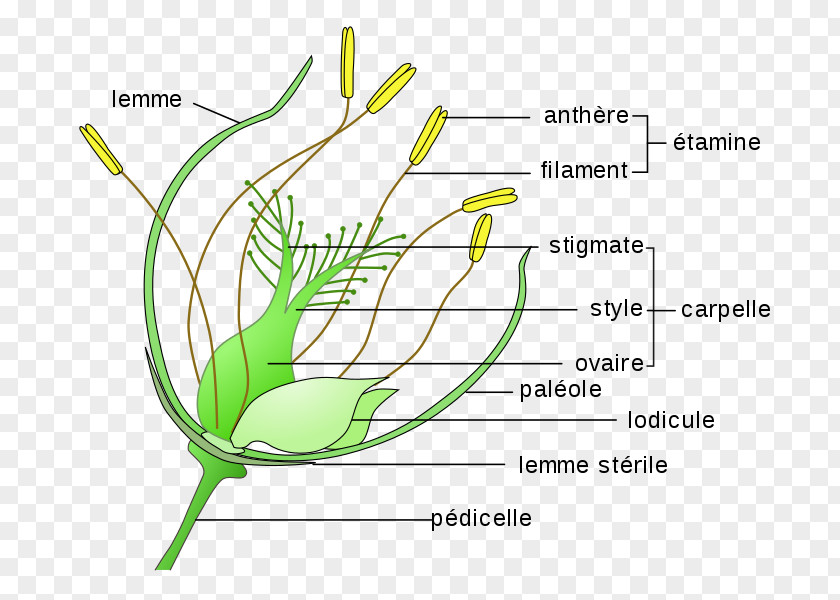 Flower Grasses Perianth Cereal Grain PNG