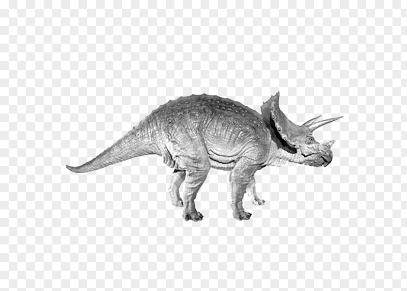 Dinosaur Triceratops Tyrannosaurus PNG