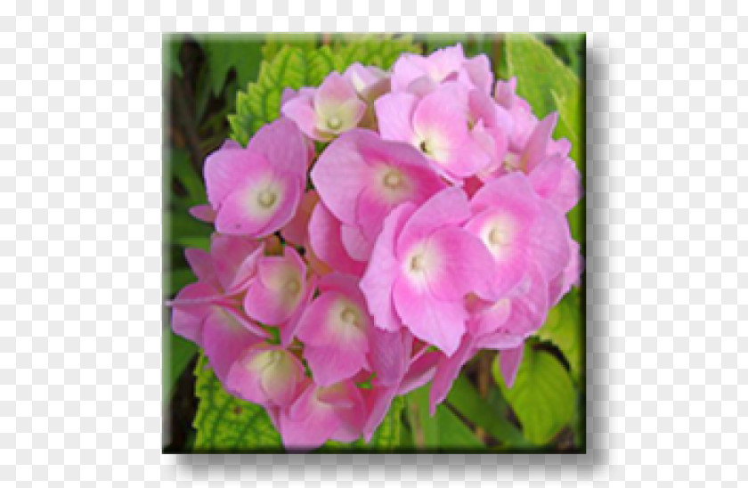 Pink Hydrangea Shrub Redclaws Common Hibiscus Plant PNG