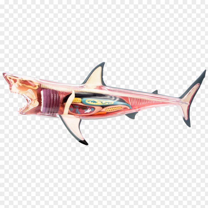 Shark Great White Chumming Fish Jaws PNG