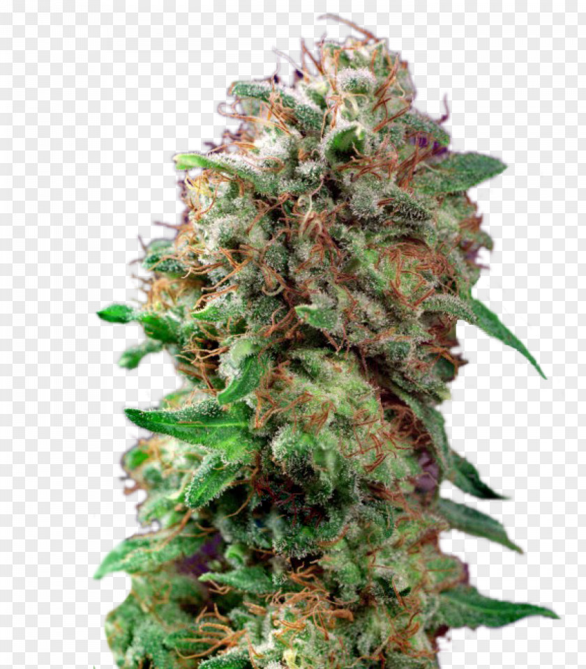 Skunk Autoflowering Cannabis Seed Bank White Widow PNG