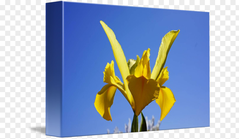 Tulip Petal Desktop Wallpaper Wildflower Plant Stem PNG