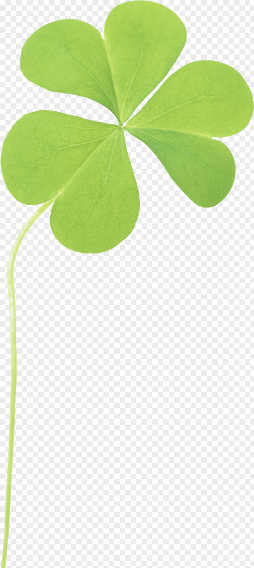 Clover Image Four-leaf Clip Art PNG