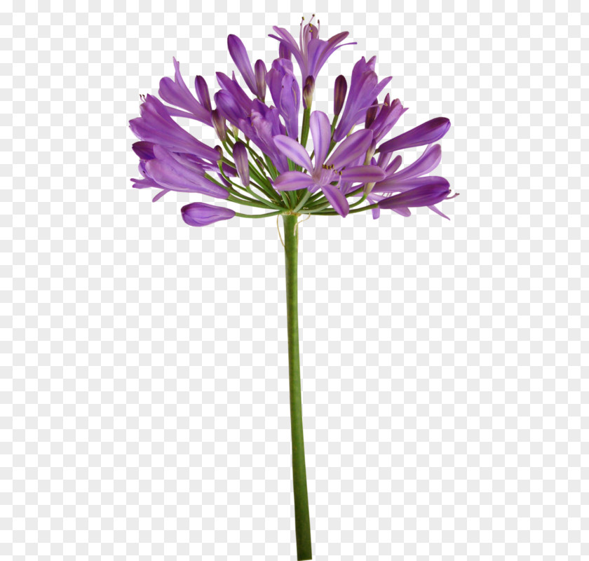 Cornflower Hand Painted Lily Of The Incas Cut Flowers Plant Stem Purple Herbaceous PNG