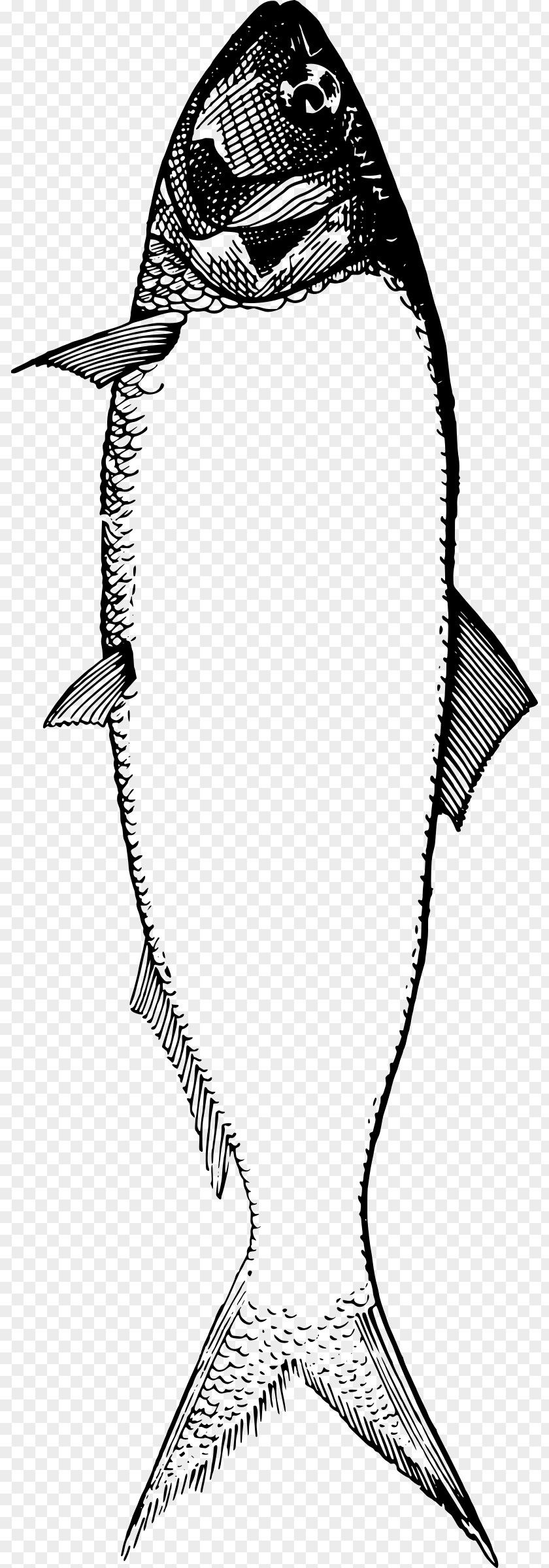 Seafood Fish Drawing Clip Art PNG