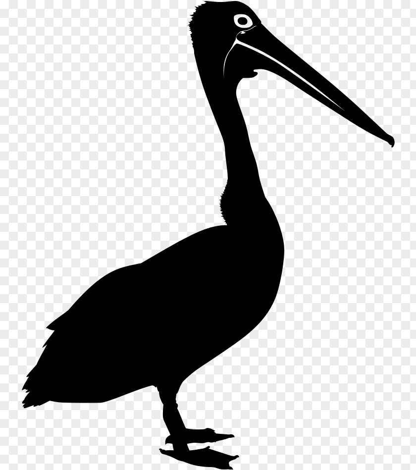 Ciconiiformes Wildlife Bird Silhouette PNG