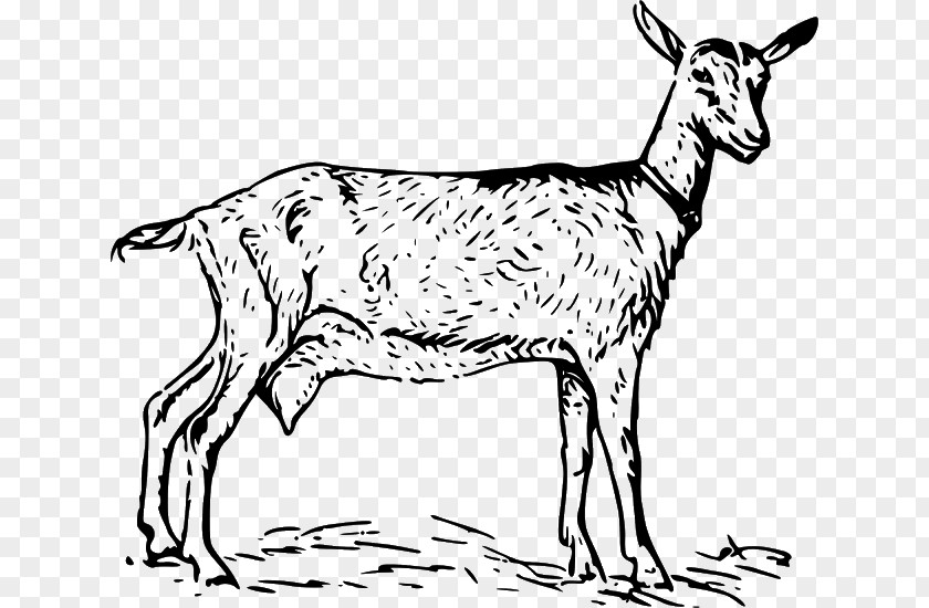 Goat Clipart Anglo-Nubian Black Bengal Boer Clip Art PNG