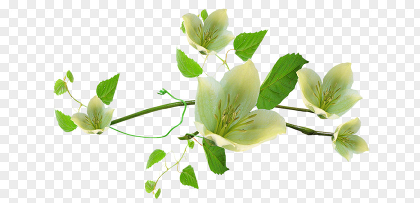 Jasminum Pennant PNG