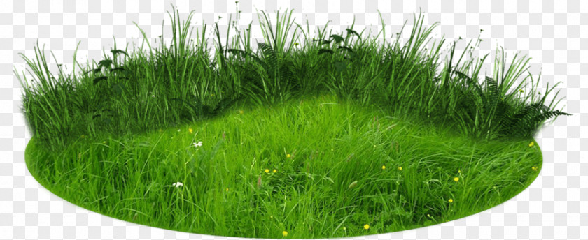 Landscape Contractor Lawn Rendering Clip Art PNG