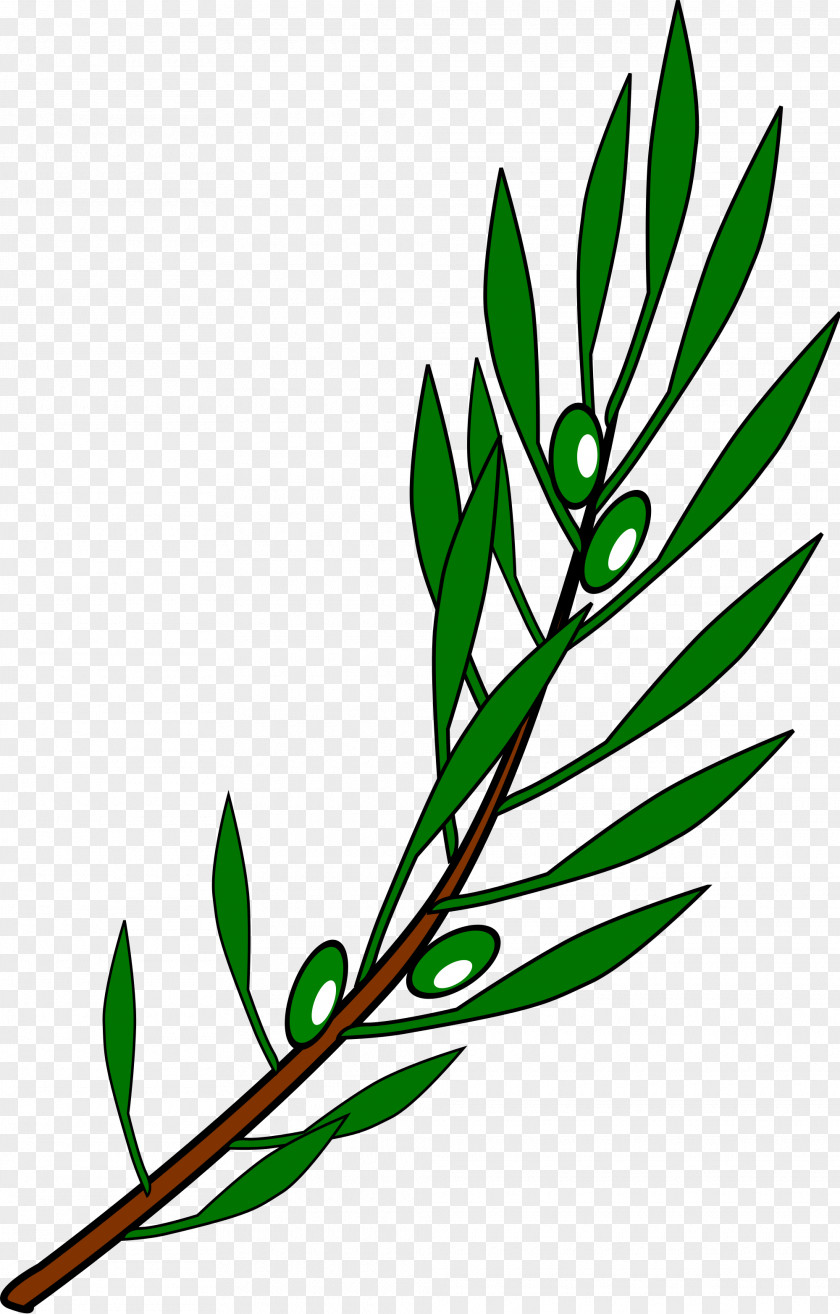 Photo Of Olive Branch Mediterranean Cuisine Clip Art PNG
