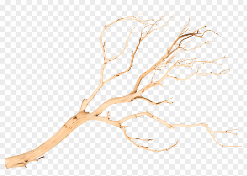 Tree Manzanita Product Price Wood PNG