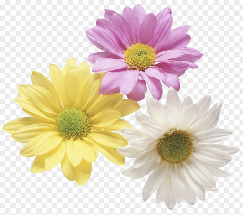 Flower Gift Clip Art PNG