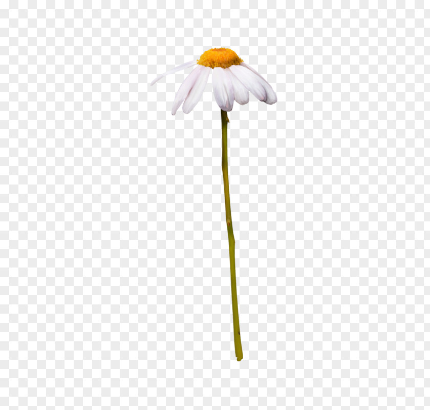 Gerbera Wildflower Flower Stem PNG