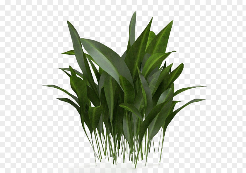 Green Grass 3D Computer Graphics Bamboo Modeling PNG