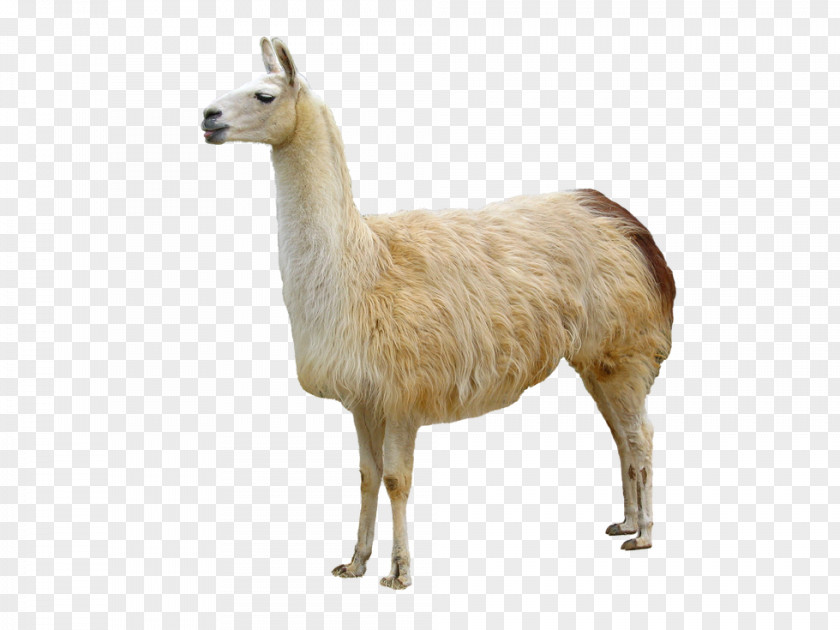 Llama Animal Domestication Bactrian Camel PNG