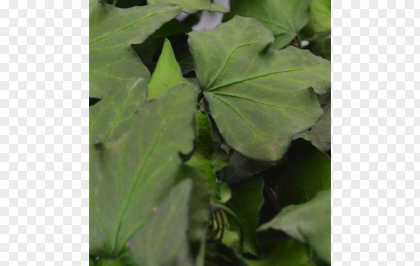 Plants Common Ivy Fidelity Leaf Friendship PNG