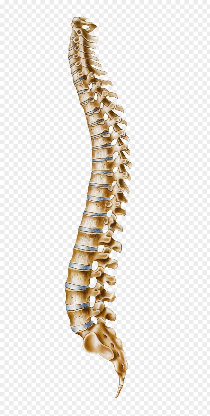 Spine Human Vertebral Column Atlas Cervical Vertebrae PNG