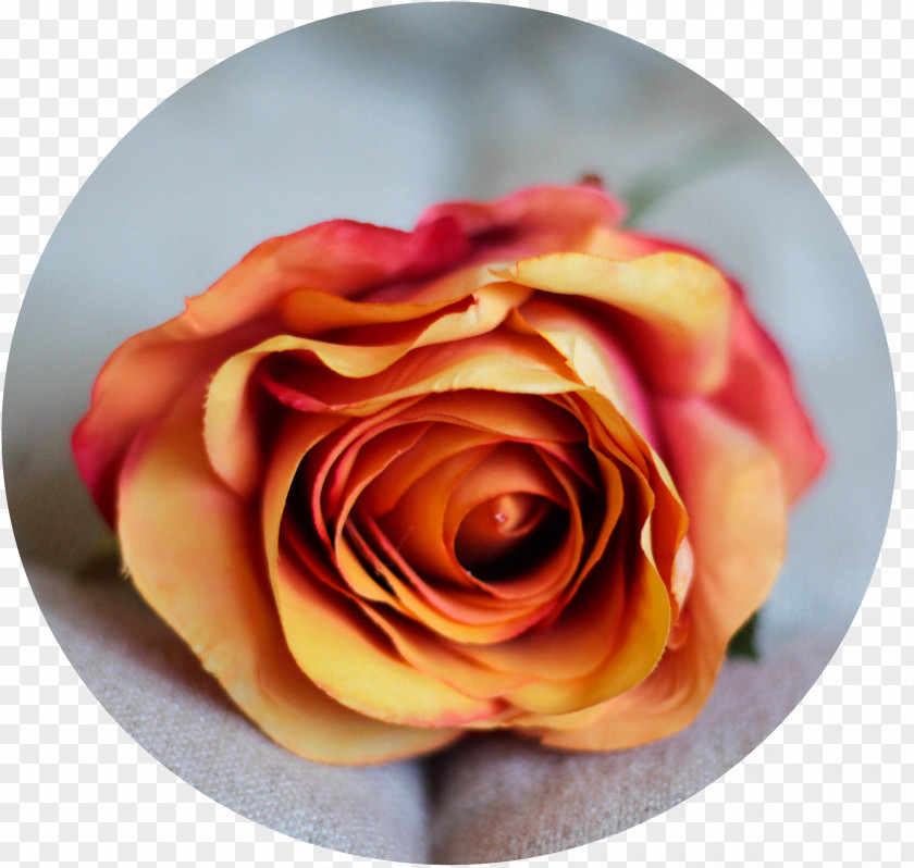 Flower Garden Roses Cut Flowers Petal PNG