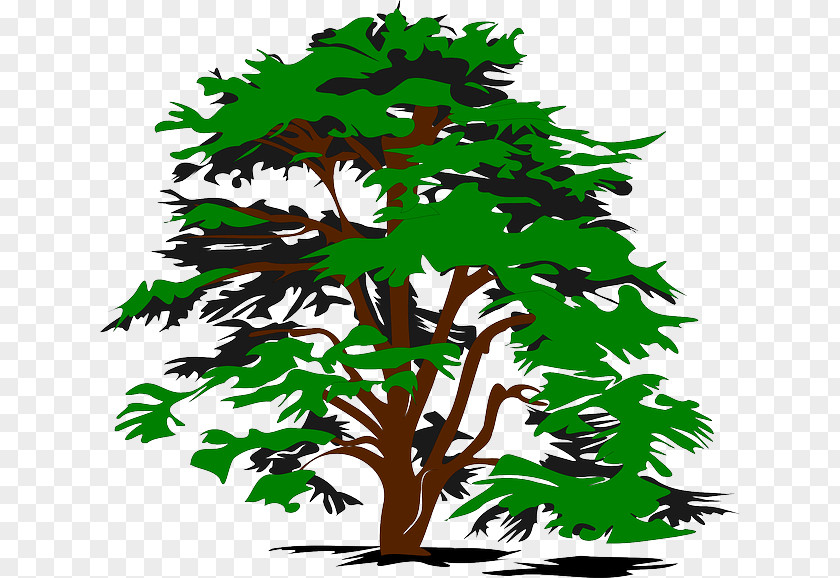 Nature Color Tree Drawing Clip Art PNG